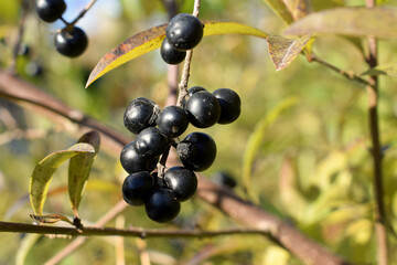 Czarne owoce aronii. 