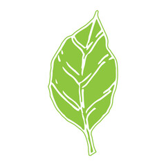 Green color vector leaf illustration