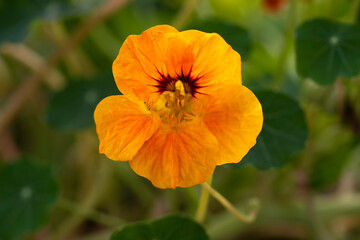 Fototapeta premium Brilliant orange Tropaeolum majus or Nasturtium flower macro on green background 