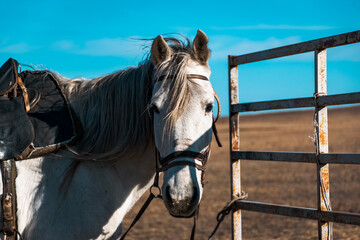 portrait of a horse