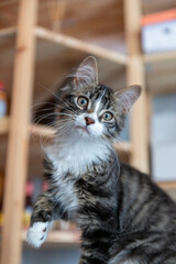 Portait de chat
