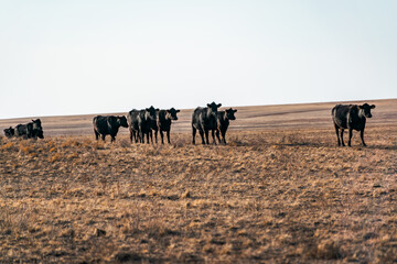 herd of cows
