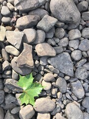 Leaf on River Rock