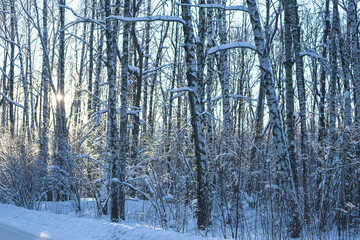 Beautiful winter landscape with birch trees covered by fresh snow on sunny day; Christmas holiday greeting card