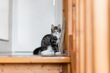 Portait de chat