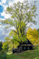 Fototapeta premium old house in the forest