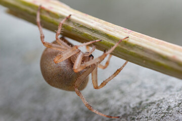 a pregnant female spider moves along a branch close-up