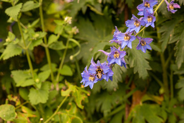 beautiful flowers catchment blue growing in the country. High quality photo
