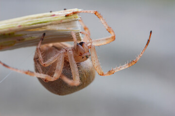 portrait of a pregnant female spider head down macro