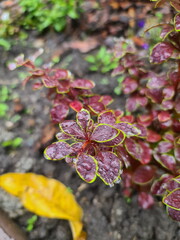 Variegate leaves of the barberry on a dark background, nature, tropical leaves with drop of water