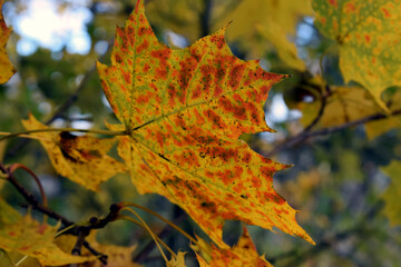 Żółte liście klonu pospolitego błyszczące w słońcu. 