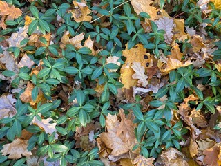 Green plants can be seen among the fallen yellow leaves on the ground. Natural autumn background. Yellow-orange and green colors.