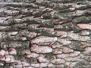 Wood texture. The bark of the tree is partially covered with green moss in the close-up. Natural background.