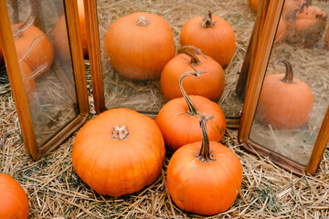 Orange pumpkins on a farm field. Pumpkin patch. Halloween pumpkin. Pumpkin decor. Copy space for text