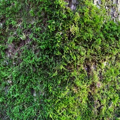 Moss close-up. Natural background. Green, fresh, vegetal texture.