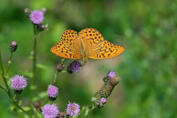 Male silver-washed fritillary (Argynnis paphia) on a creeping thistle (Cirsium arvense).