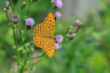 Male silver-washed fritillary (Argynnis paphia) on a creeping thistle (Cirsium arvense).