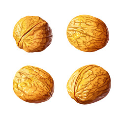 Walnut. Whole nut. Useful fruit. Isolated on white background. Eps10 vector illustration.