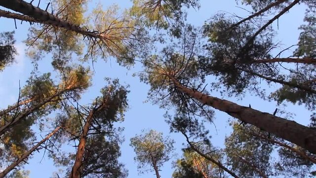 The tops of the pines sway with the wind.
Such vibrations in the tree may indicate the onset of a storm.
