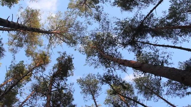 The tops of the pines sway with the wind.
Such vibrations in the tree may indicate the onset of a storm.
