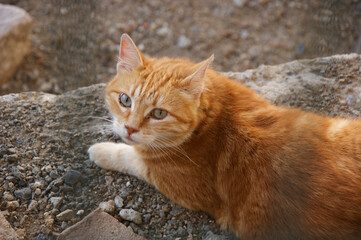 Cat on the rocks. Red cat. Istanbul cat