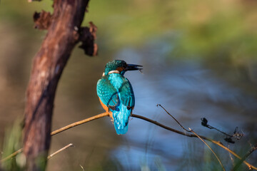 Common Kingfisher Alcedo atthis hunting by the river, beautiful colorful bird sitting on the branch and hunting fish, catching fish