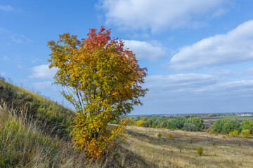 Fototapeta premium Rowan bush in the field. Autumn landscape with a rowan tree illuminated by sunlight.