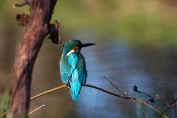 Common Kingfisher Alcedo atthis hunting by the river, beautiful colorful bird sitting on the branch and hunting fish, catching fish