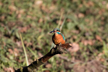 Common Kingfisher Alcedo atthis hunting by the river, beautiful colorful bird sitting on the branch and hunting fish, catching fish
