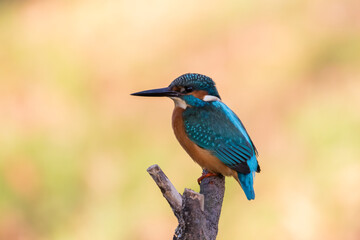 Common Kingfisher Alcedo atthis hunting by the river, beautiful colorful bird sitting on the branch and hunting fish, catching fish