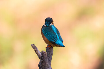 Common Kingfisher Alcedo atthis hunting by the river, beautiful colorful bird sitting on the branch and hunting fish, catching fish