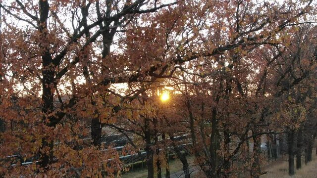 The sun's rays make their way through the branches of autumn trees