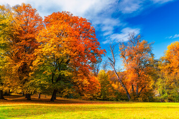Autumn scene, fall,  red and yellow trees and leaves in sun light. Beautiful autumn landscape with yellow trees and sun. Colorful foliage in the park, falling leaves natural background - 465099237