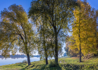 Fototapeta na wymiar Autumn landscape in the early morning with a view of the river. Large trees with yellow leaves in the backlight. Yellow leaves on trees and bushes are illuminated by the rays of the rising sun.