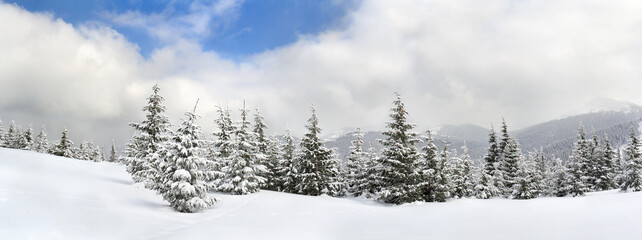 Winter landscape of mountains in fir forest and glade in snow. Carpathian mountains. Panorama