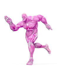 bodybuilder muscle maps is running in white background