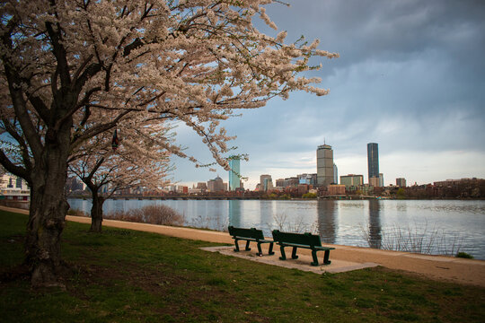Cherry Blossom on the Charles River in Boston