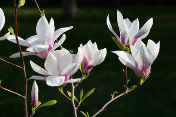 White and pink magnolia flowers on a dark background