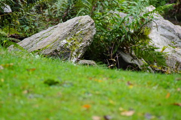 Fototapeta na wymiar Steinformationen auf einer grünen Wiese mit Sträuchern