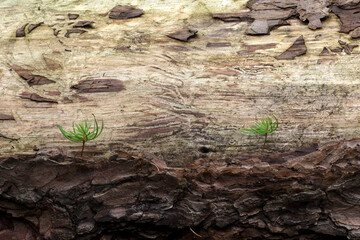 Leśne zguby © Lukasz