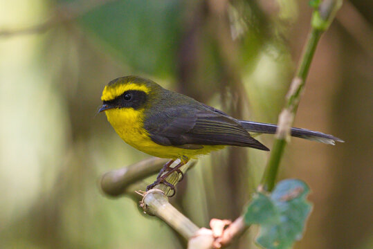 beautiful fantail birds