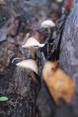 Hongos