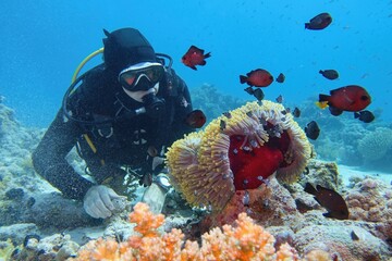 Man scuba diver near coral reef watching sea anemone and lovely coral fish