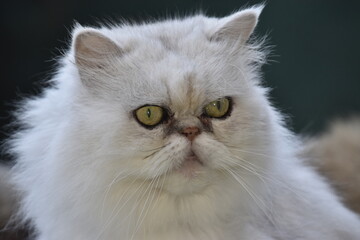 Chat persan