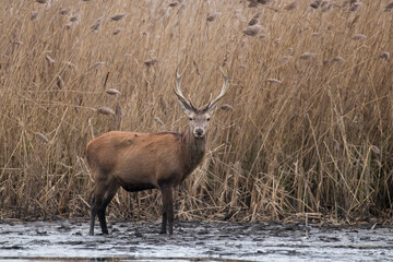 Beautiful male red deer with nice antlers, Cervus elaphus, runs on the water in a fish pond in a...