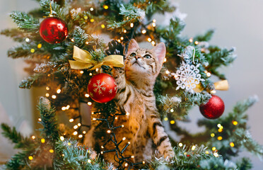 The cat in Santa hat looks out from the branches of a beautifully decorated Christmas tree with red glass balls and garlands of lights. Copy space - Powered by Adobe