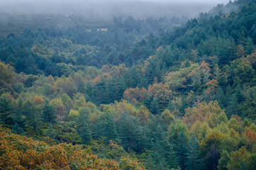 Autumn landscape in a pine and oak forest on a foggy day.