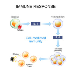 immune response. Cell-mediated immunity - obrazy, fototapety, plakaty