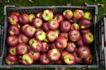 Lots of ripe apples in the box. Against the background of green grass.