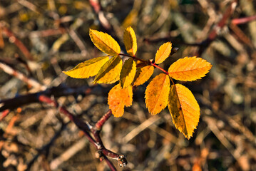 Herbst Blätter Herbstlaub
